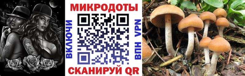 Псилоцибиновые грибы прущие грибы  kraken ТОР  Кстово  цена  